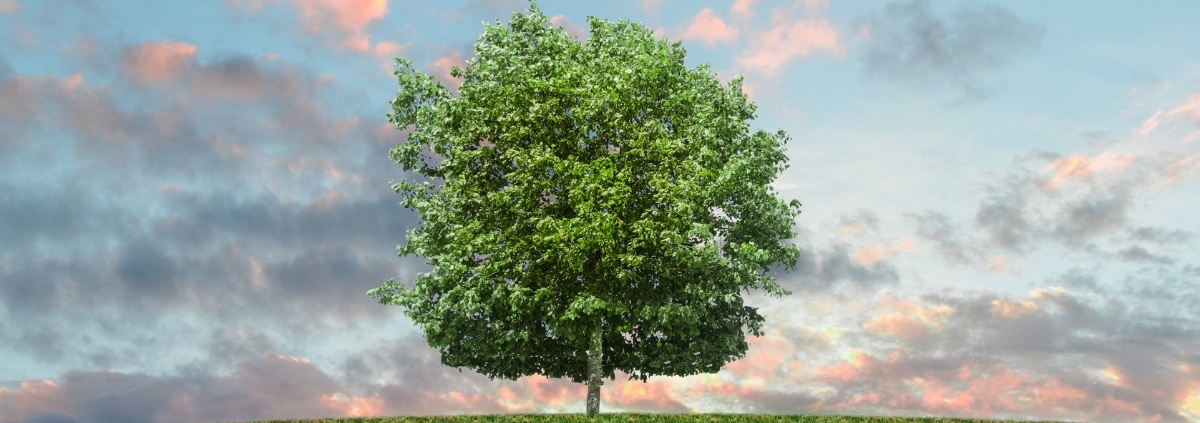 arbol-de-la-vida